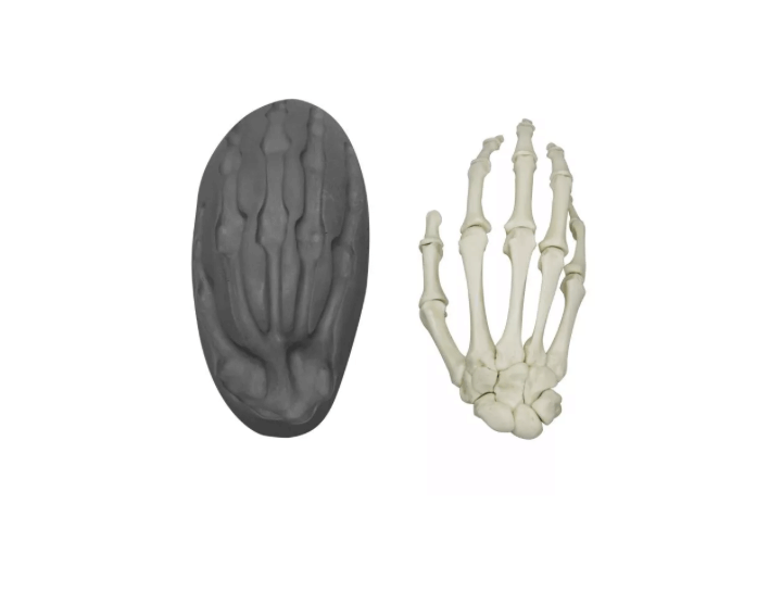 Magnetische menschliche Hand, rechts – interaktives Modell zur Veranschaulichung der Handanatomie - Erler - Zimmer